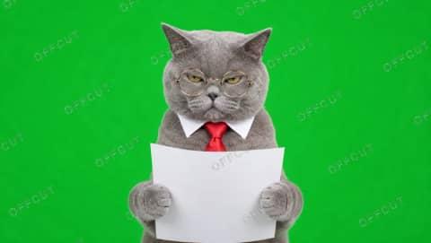 서류 검토하는 사장님 고양이 (그린스크린)