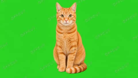 앉아있는 오렌지 고양이 (그린스크린)
