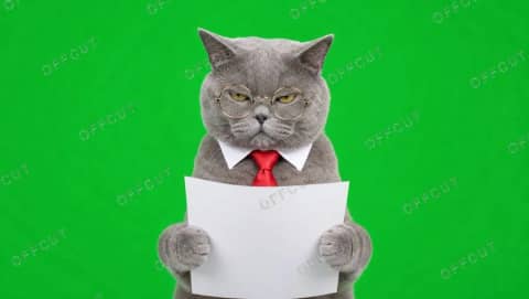서류 내리고 째려보는 사장님 고양이 (그린스크린)